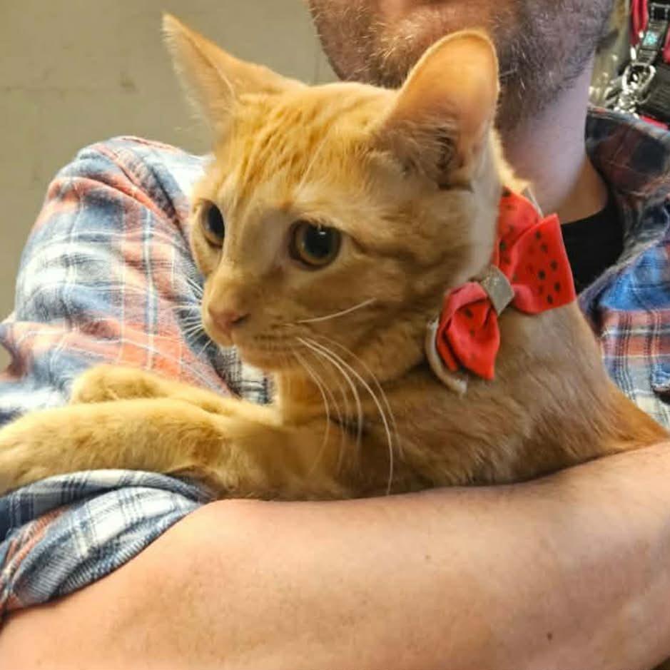 Sunny, a Adoptable Domestic Short Hair in Chillicothe, IL image 2/6