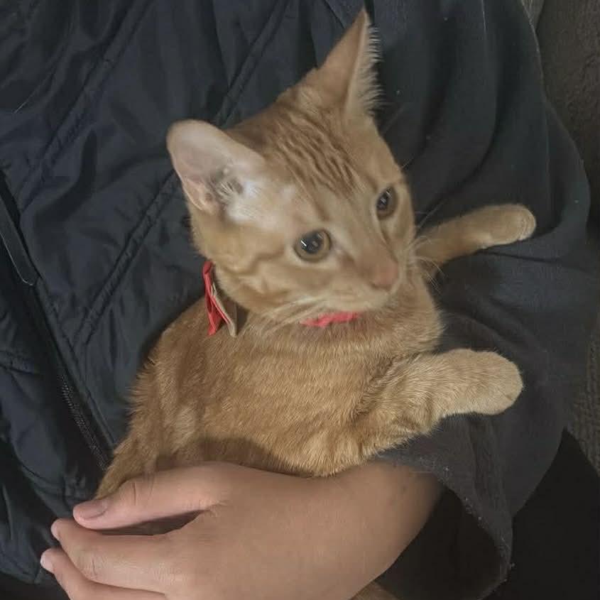 Sunny, a Adoptable Domestic Short Hair in Chillicothe, IL image 3/6