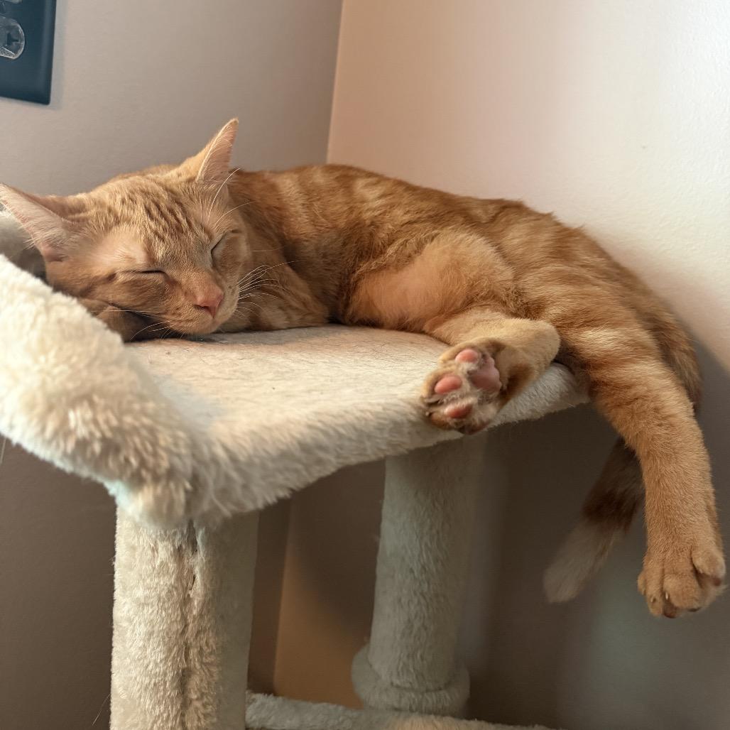 Sunny, a Adoptable Domestic Short Hair in Chillicothe, IL image 4/6