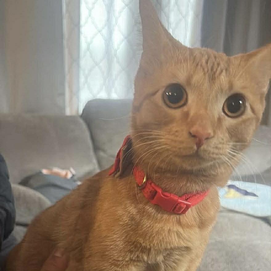Sunny, a Adoptable Domestic Short Hair in Chillicothe, IL image 5/6