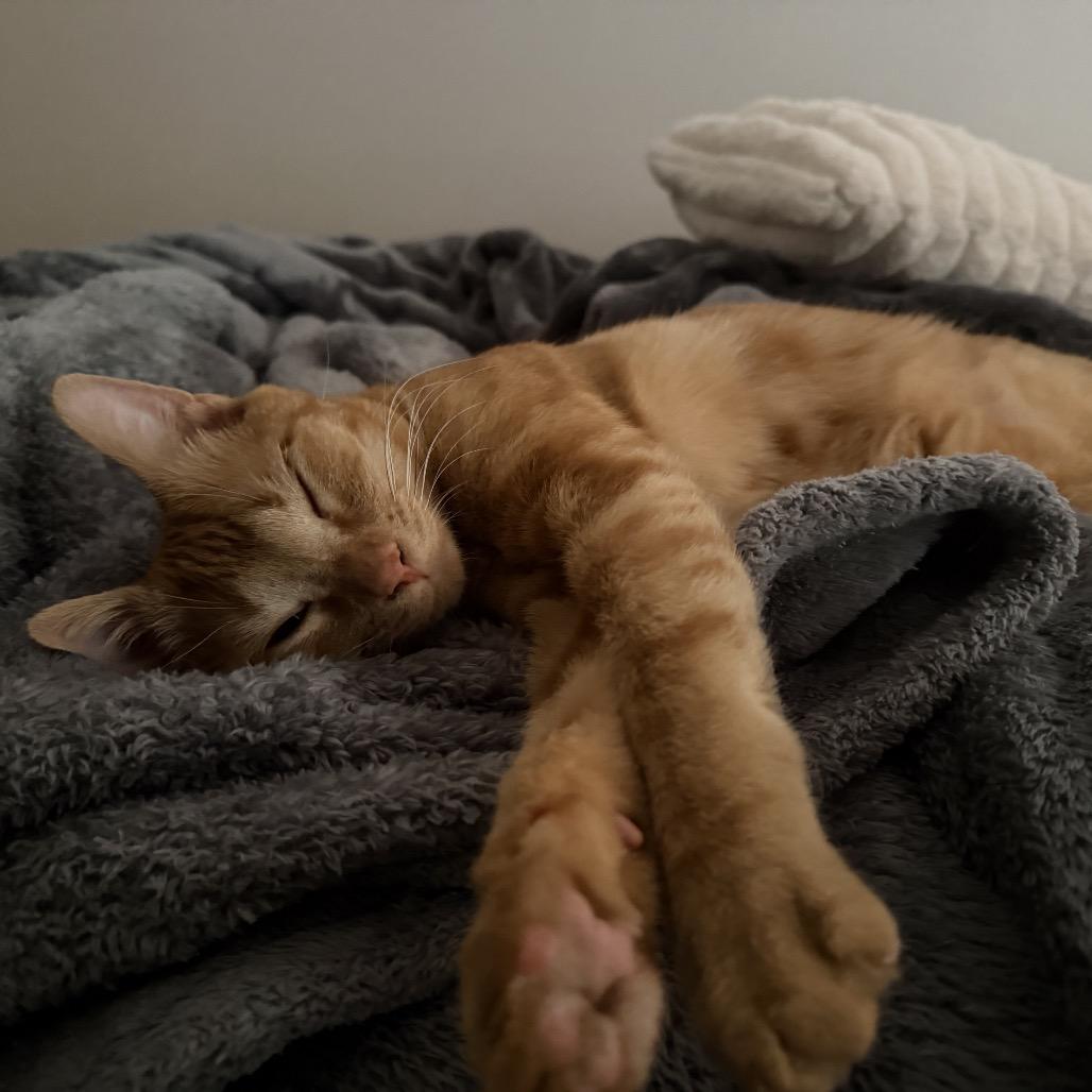 Sunny, a Adoptable Domestic Short Hair in Chillicothe, IL image 6/6