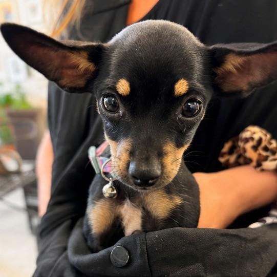 Magnolia, an adopted mixed breed in Annapolis, MD image 2/4