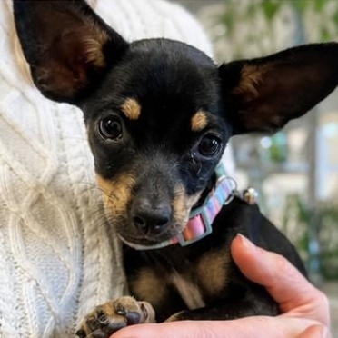 Magnolia, an adopted mixed breed in Annapolis, MD image 4/4
