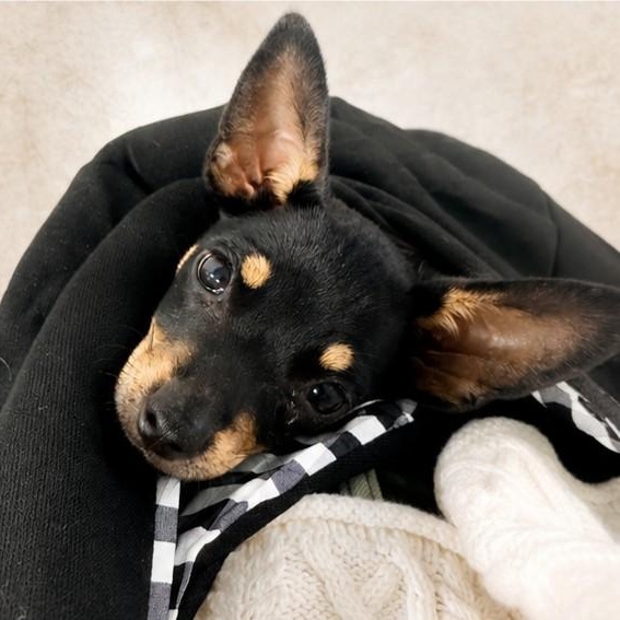 Magnolia, an adopted mixed breed in Annapolis, MD image 3/4