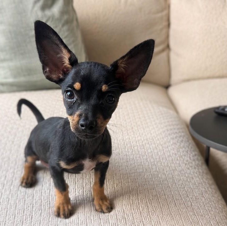 Magnolia, adopted, Puppy Female Chihuahua.
