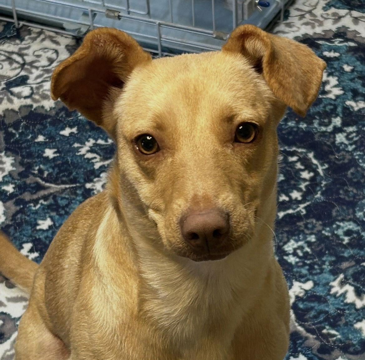 Sassy, Adoptable, Young Female Terrier.