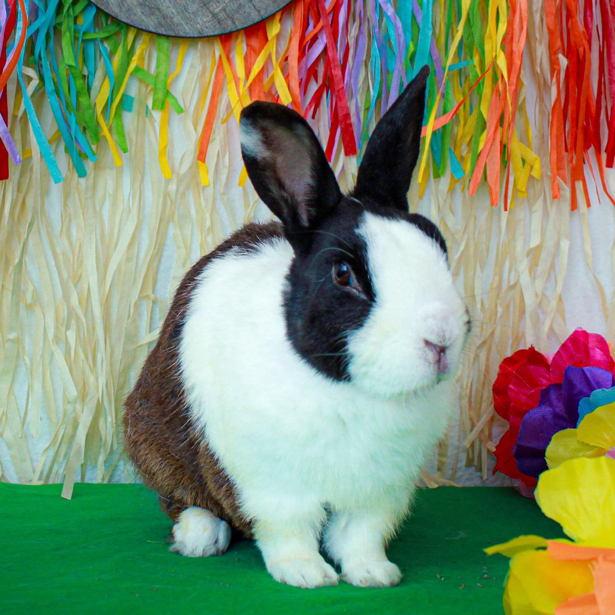 Enlarge Oreo, a Adopted Dutch in Long Beach, CA image 1/4