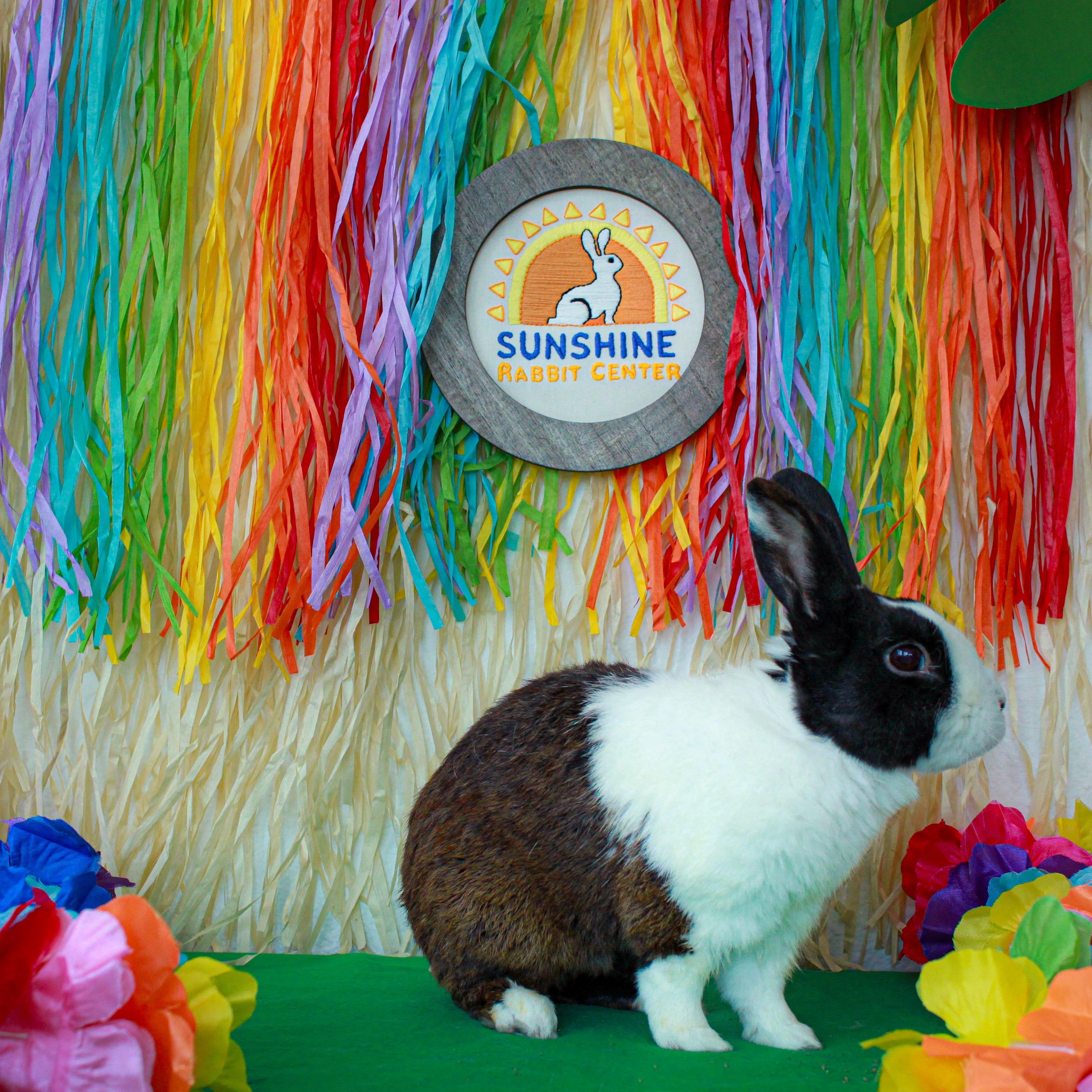 Enlarge Oreo, a Adopted Dutch in Long Beach, CA image 2/4