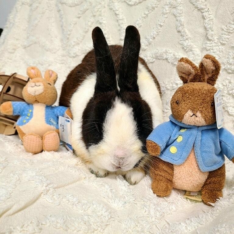 Enlarge Oreo, a Adopted Dutch in Long Beach, CA image 3/4