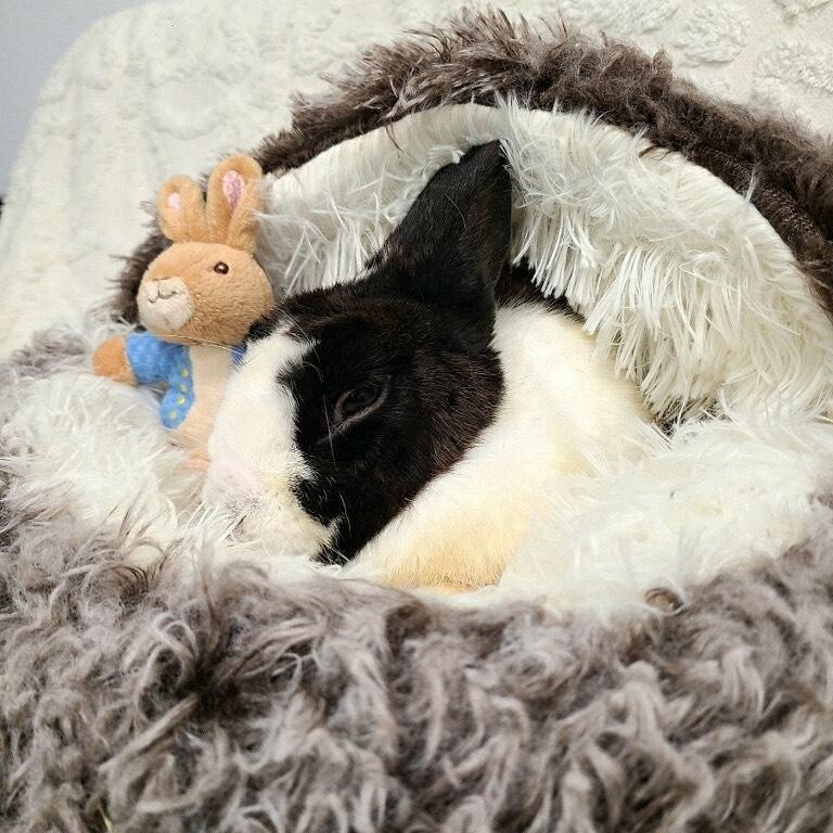 Enlarge Oreo, a Adopted Dutch in Long Beach, CA image 4/4