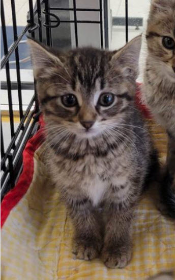 Enlarge Minnie, a Adoptable mixed breed in Omaha, NE image 8/12