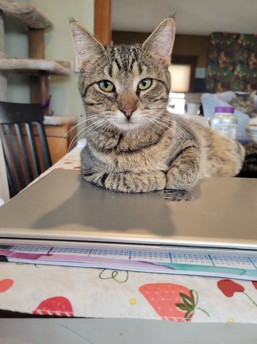 Enlarge Minnie, a Adoptable mixed breed in Omaha, NE image 10/12