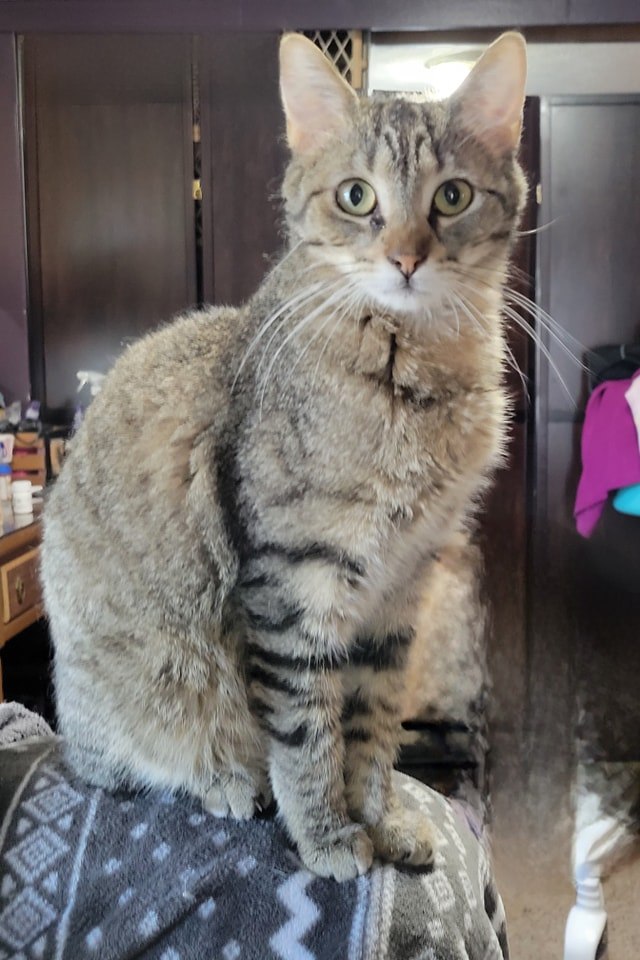 Minnie, a Adoptable mixed breed in Omaha, NE image 1/12