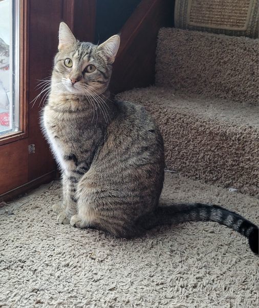 Enlarge Minnie, a Adoptable mixed breed in Omaha, NE image 11/12