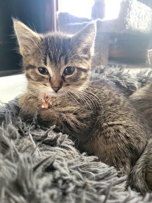 Enlarge Minnie, a Adoptable mixed breed in Omaha, NE image 12/12