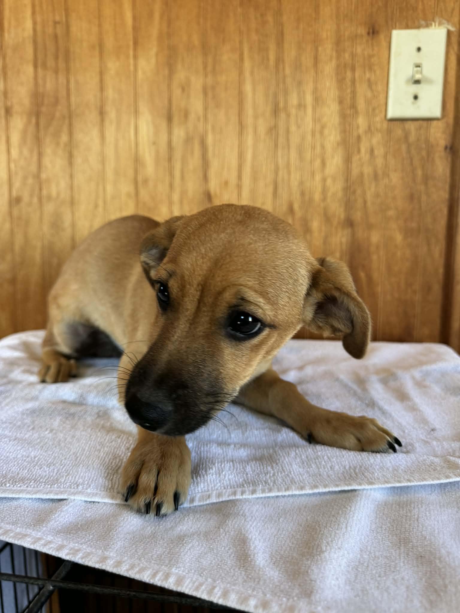 Enlarge Milo, a ADOPTABLE mixed breed in Sanger, TX image 3/5