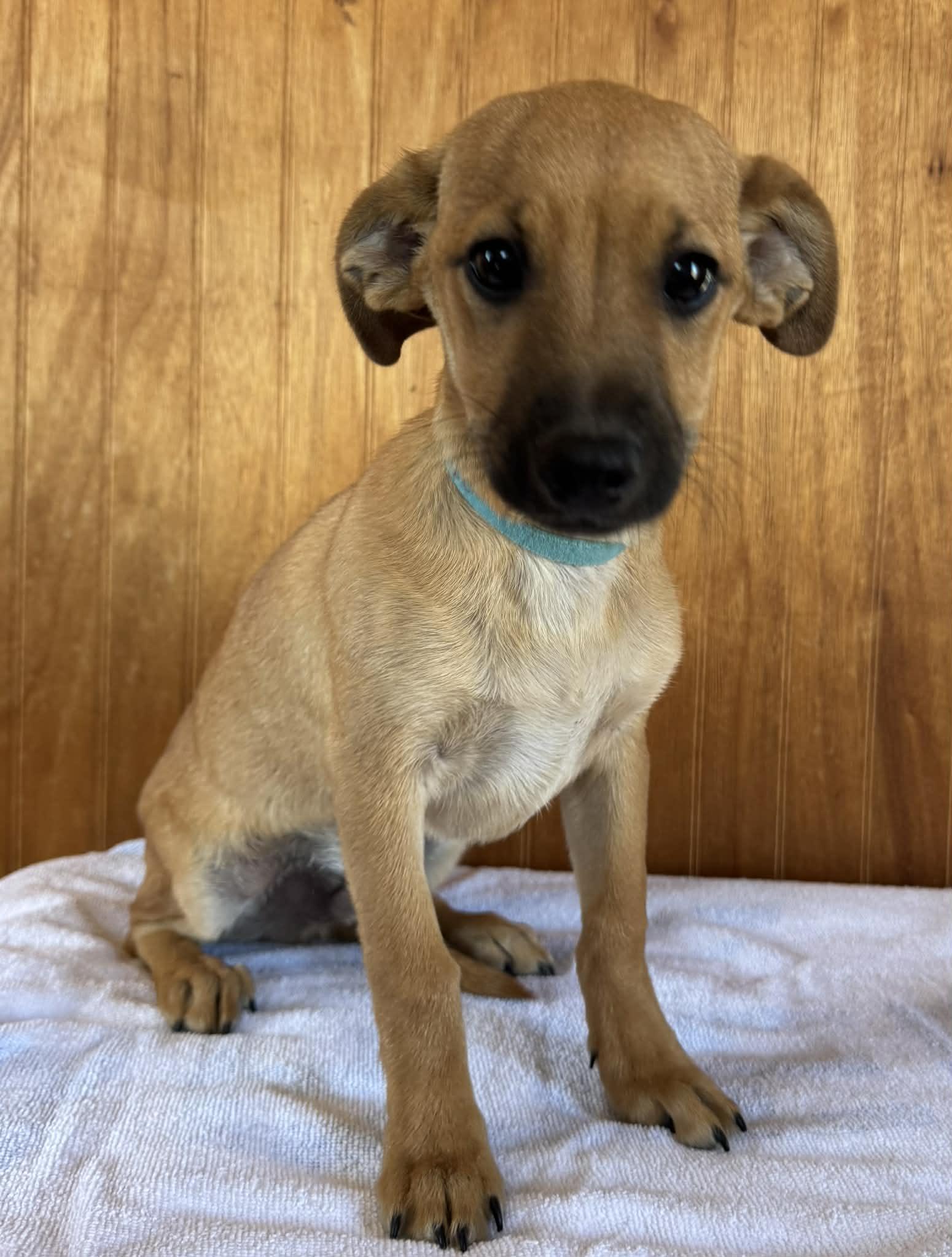 Enlarge Milo, a ADOPTABLE mixed breed in Sanger, TX image 2/5