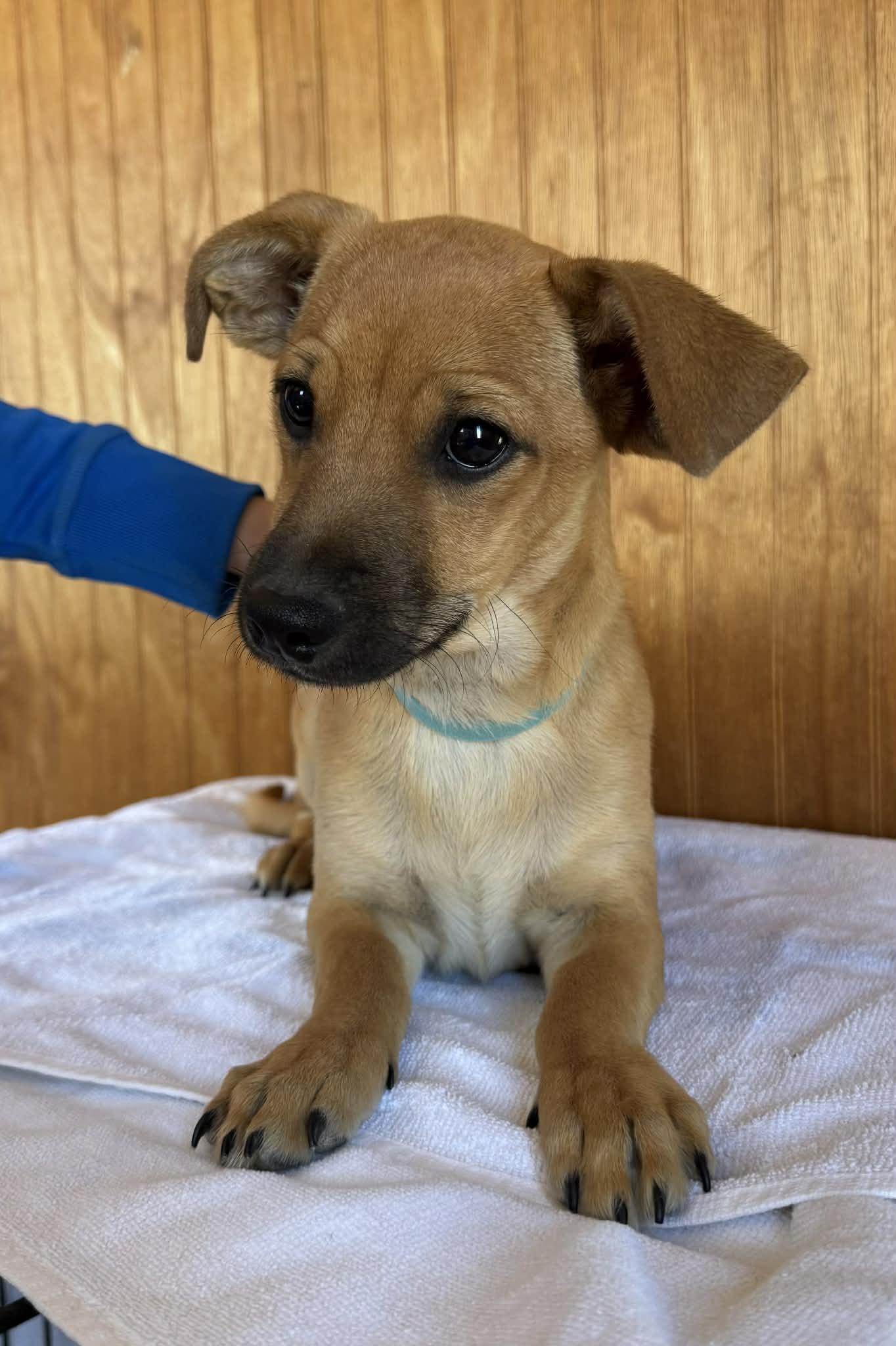 Milo, ADOPTABLE, Puppy Male Dachshund.