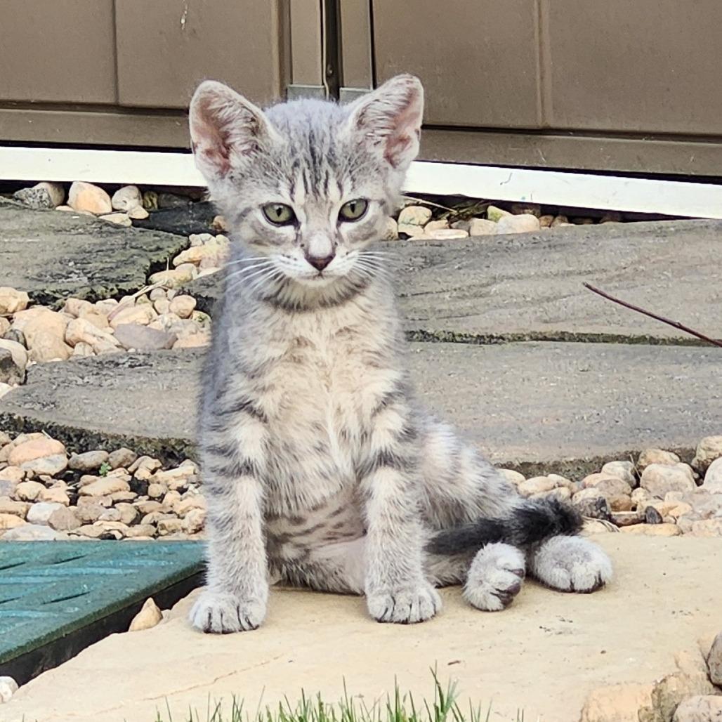 Apple Gray, Adoptable, Kitten Female Domestic Short Hair.