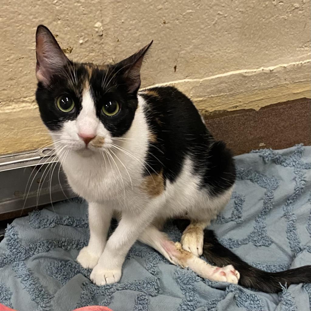 Alyssa — thumbnail 2