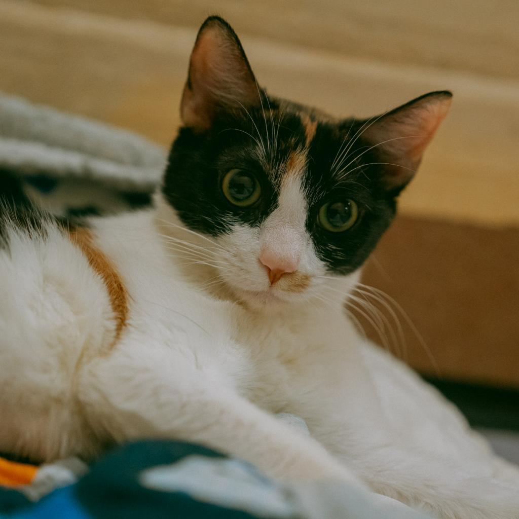 Alyssa — thumbnail 4