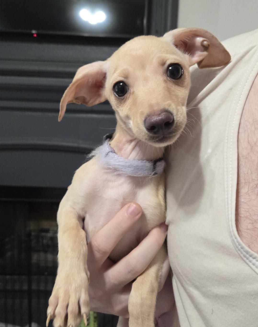 Enlarge Bimini, a Adoptable Chihuahua in Fort Worth, TX image 1/1