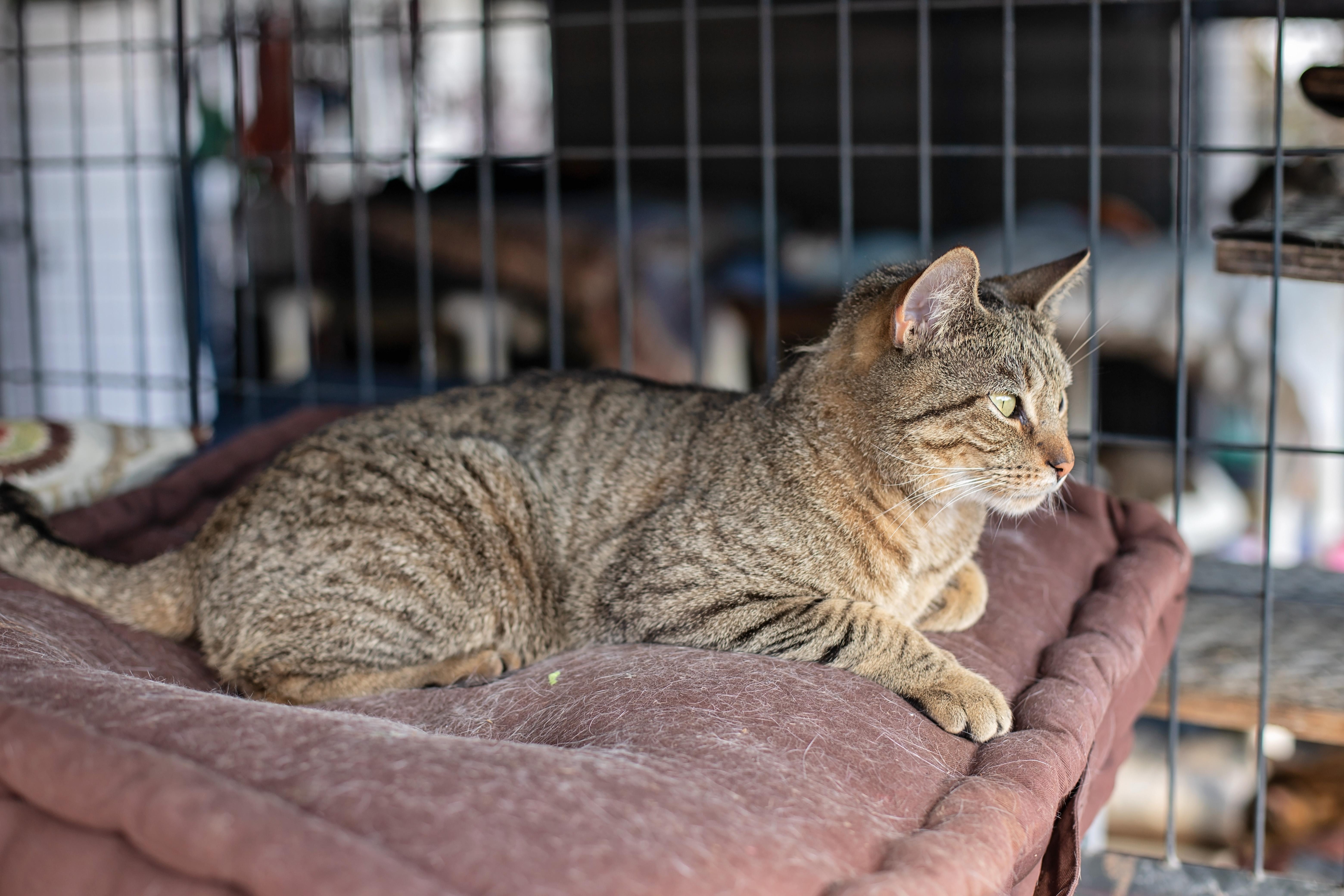 Oscar, a Adoptable Domestic Short Hair in Landenberg, PA image 3/5