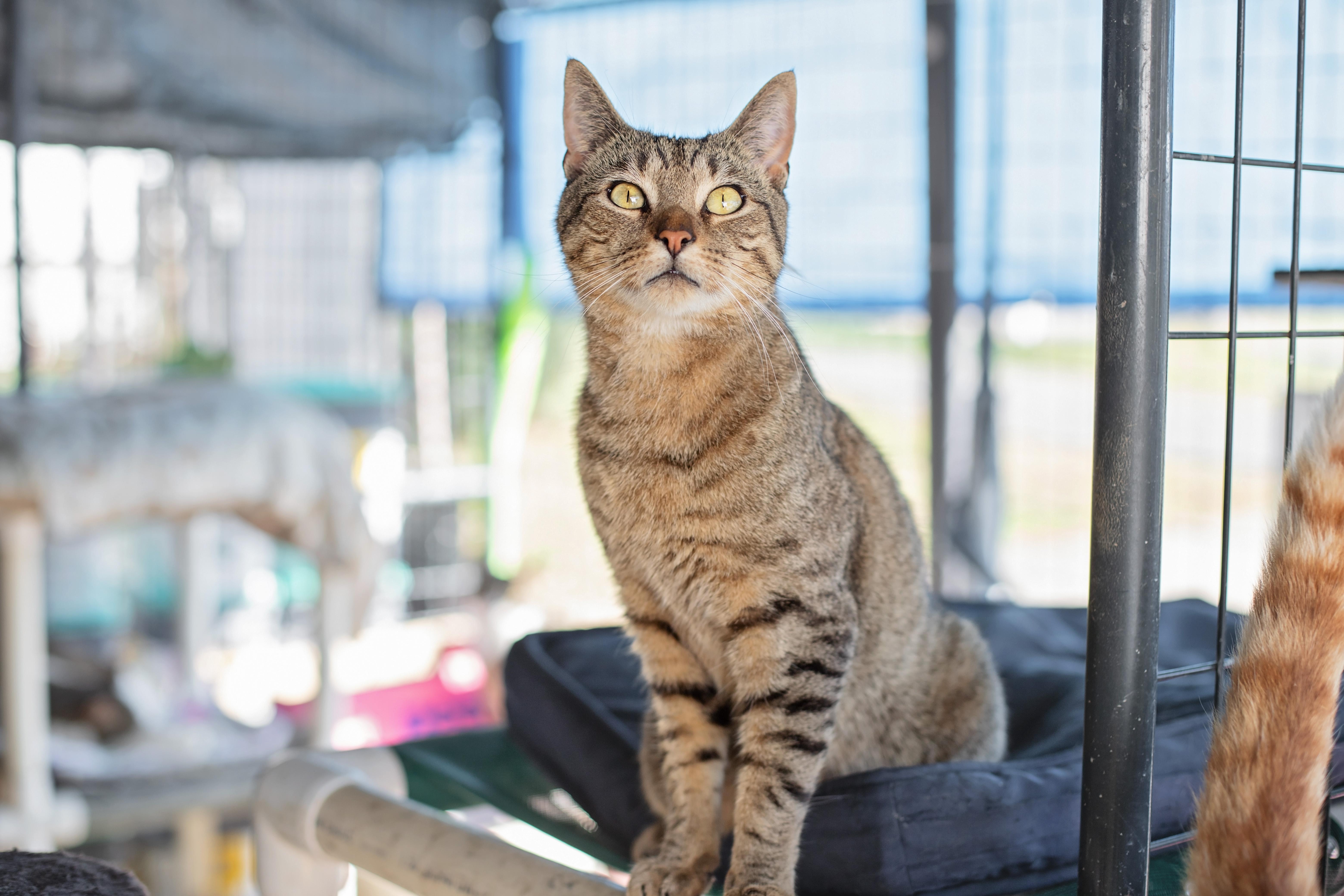 Oscar, a Adoptable Domestic Short Hair in Landenberg, PA image 4/5