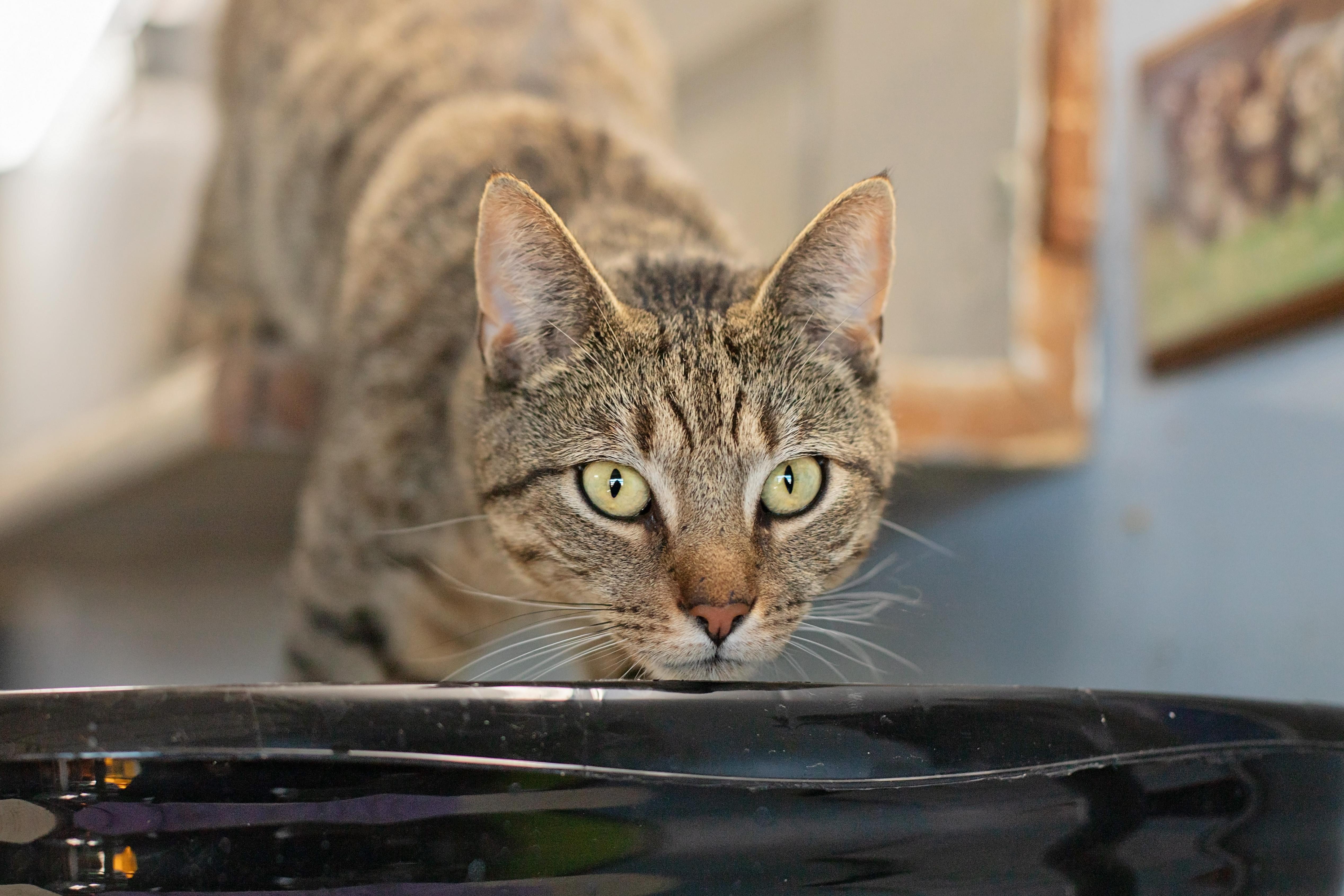 Oscar, a Adoptable Domestic Short Hair in Landenberg, PA image 2/5