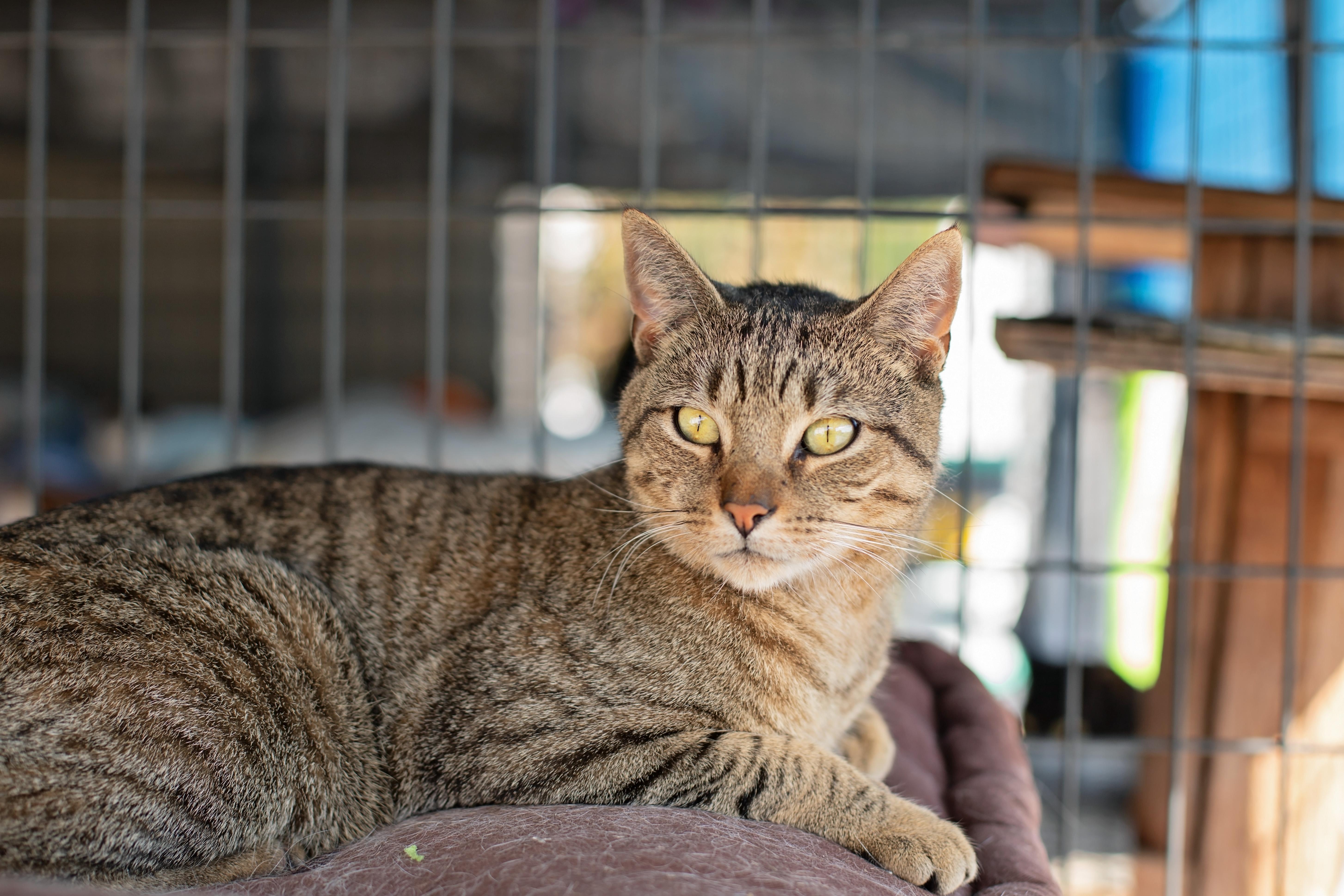 Oscar, a Adoptable Domestic Short Hair in Landenberg, PA image 1/5