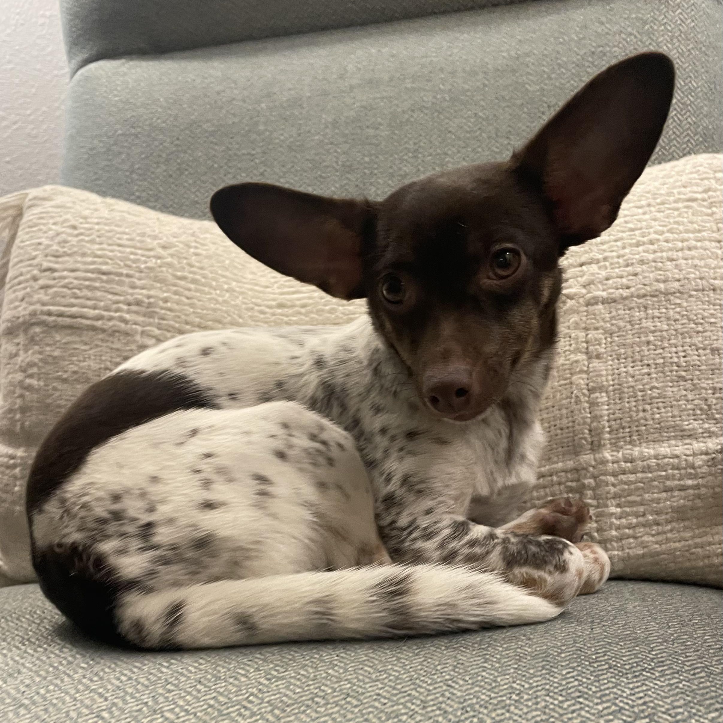 Enlarge Coco, a ADOPTABLE mixed breed in Fort Collins, CO image 1/1