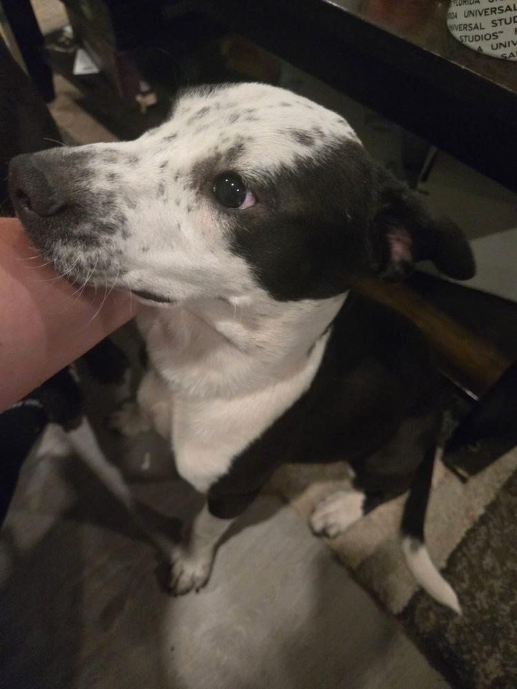 Keystone, Adoptable, Puppy Female Terrier.