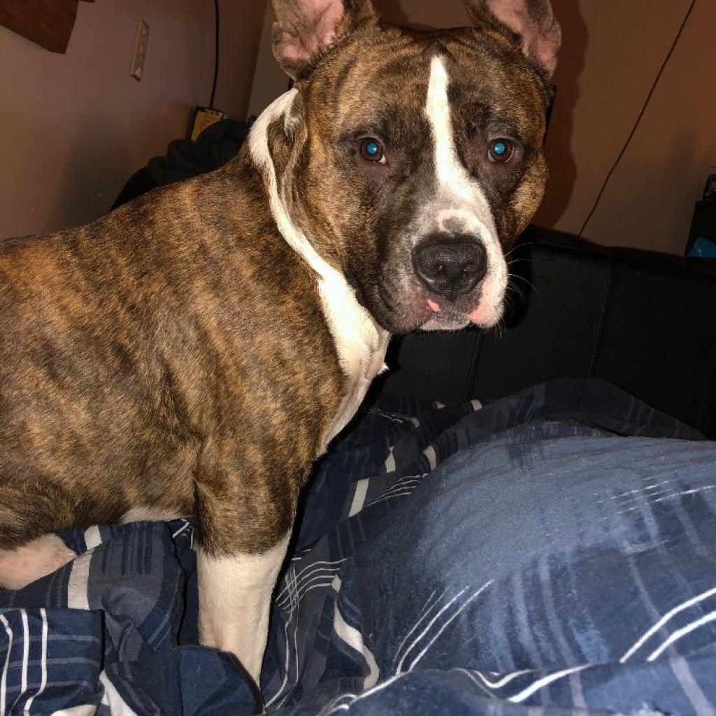 Rocky, Adoptable, Senior Male Pit Bull Terrier.