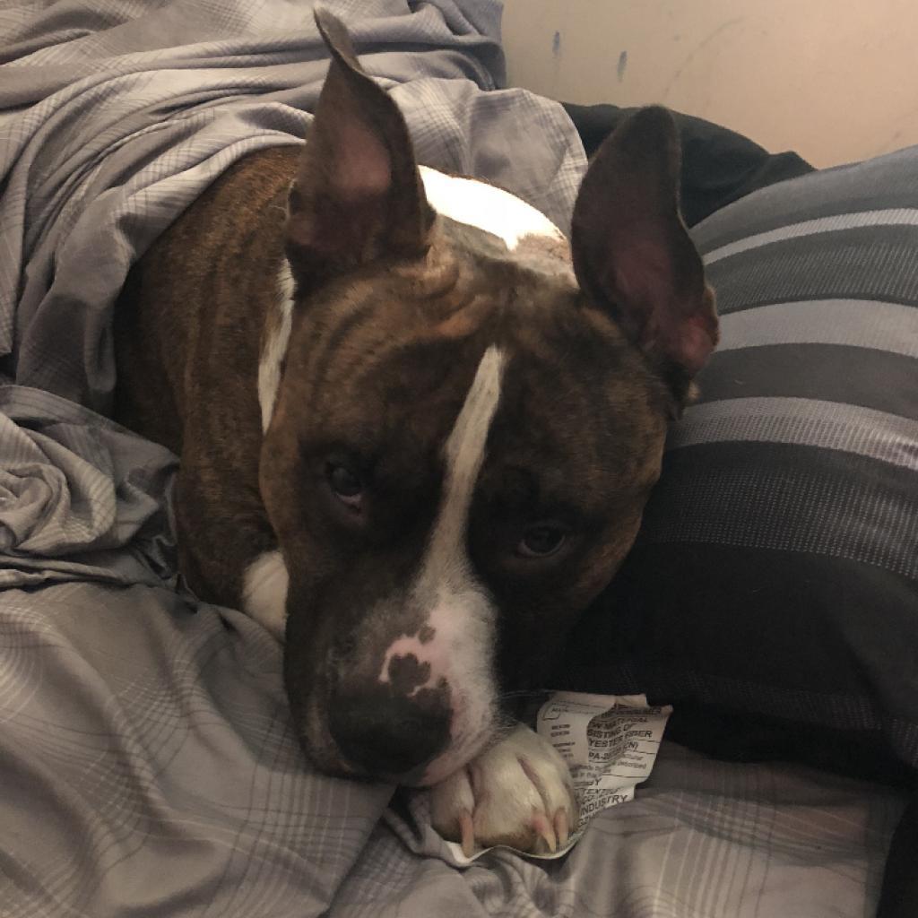 Rocky, Adoptable, Senior Male Pit Bull Terrier.