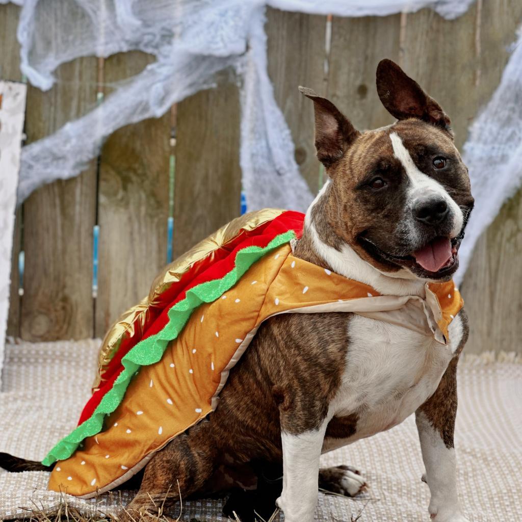 Rocky, a Adoptable mixed breed in Mount Vernon, IN image 3/5