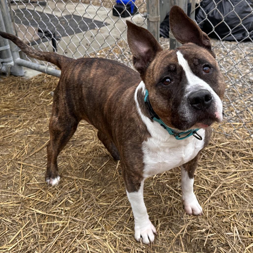 Enlarge Rocky, a Adoptable mixed breed in Mount Vernon, IN image 5/6