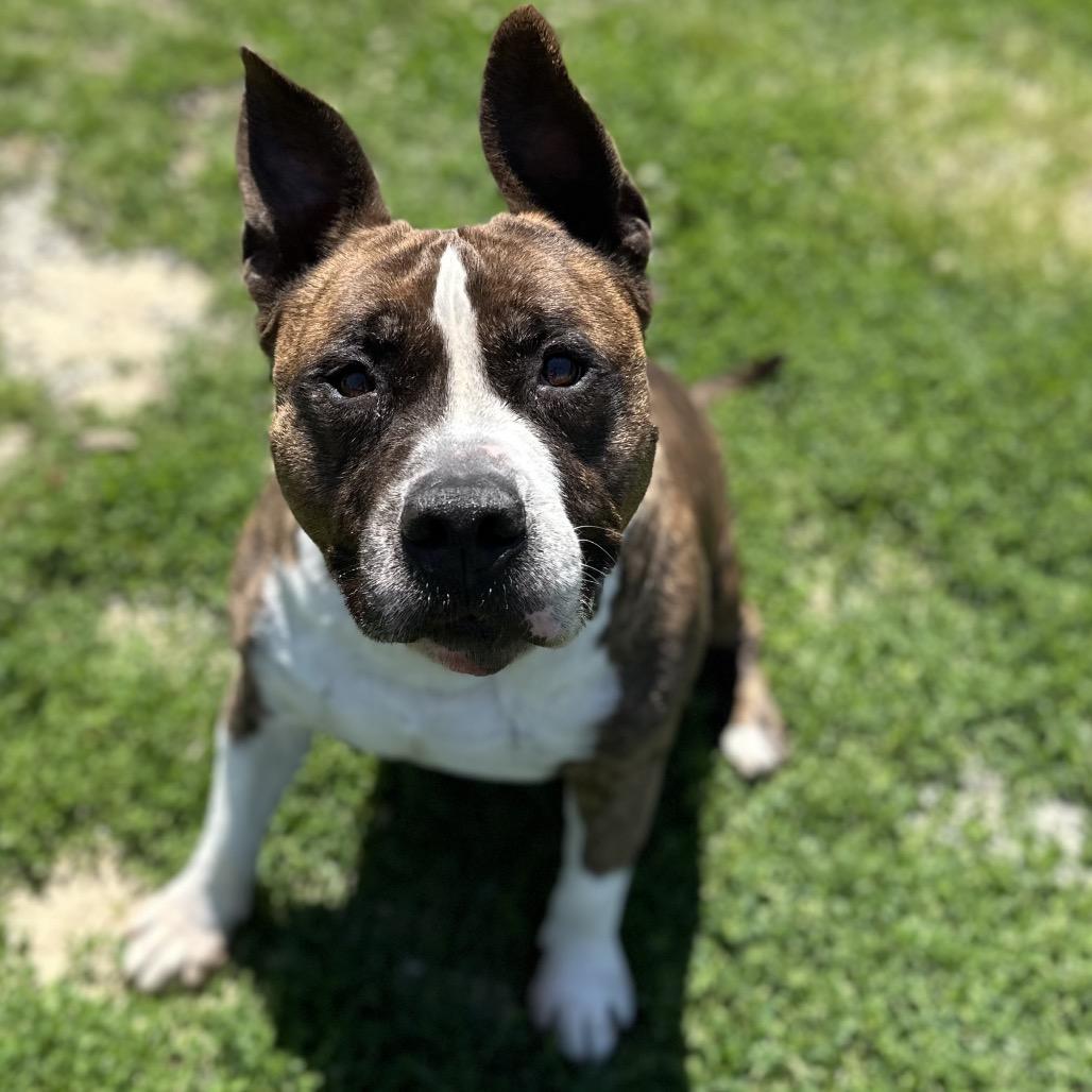 Enlarge Rocky, a Adoptable mixed breed in Mount Vernon, IN image 5/6