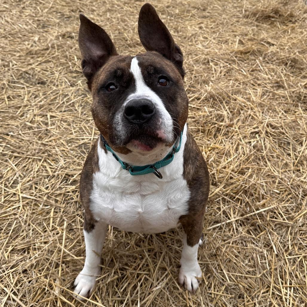 Enlarge Rocky, a Adoptable mixed breed in Mount Vernon, IN image 6/6