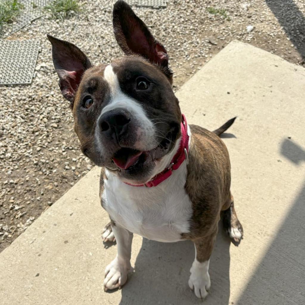 Rocky, a Adoptable mixed breed in Mount Vernon, IN image 4/5