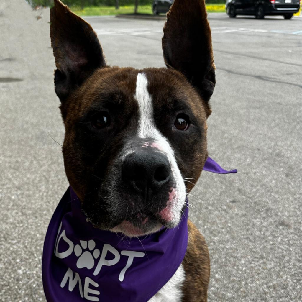 Rocky, a Adoptable mixed breed in Mount Vernon, IN image 5/5
