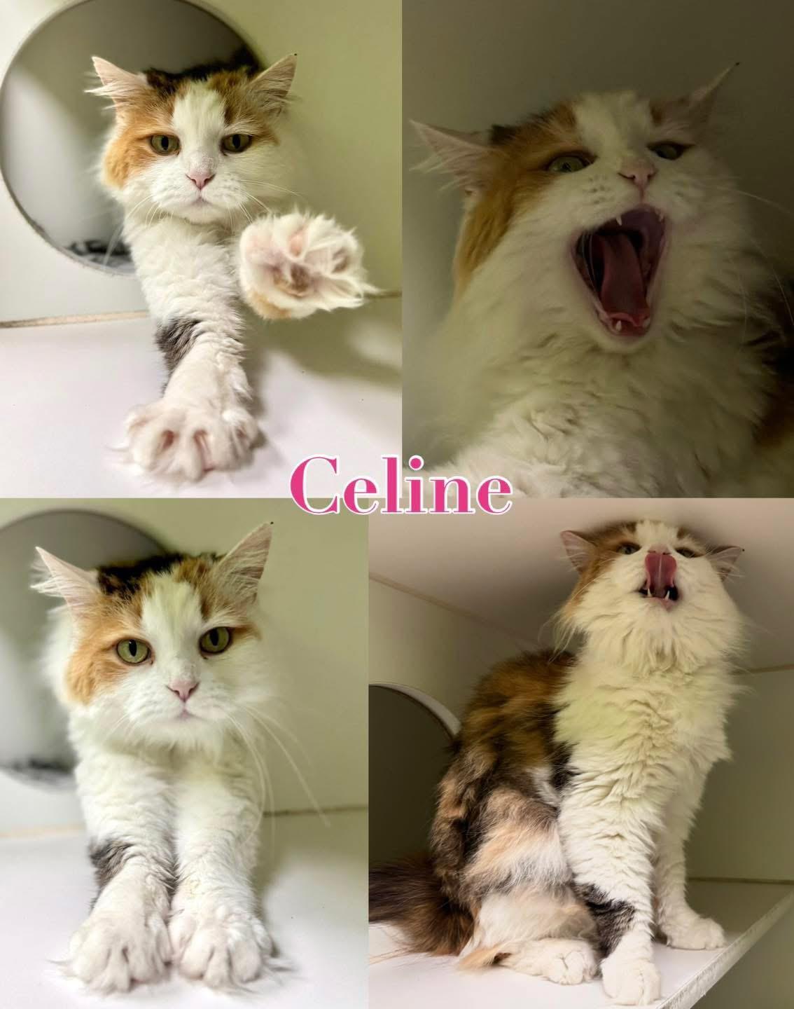 Celine, Adult Female Domestic Long Hair