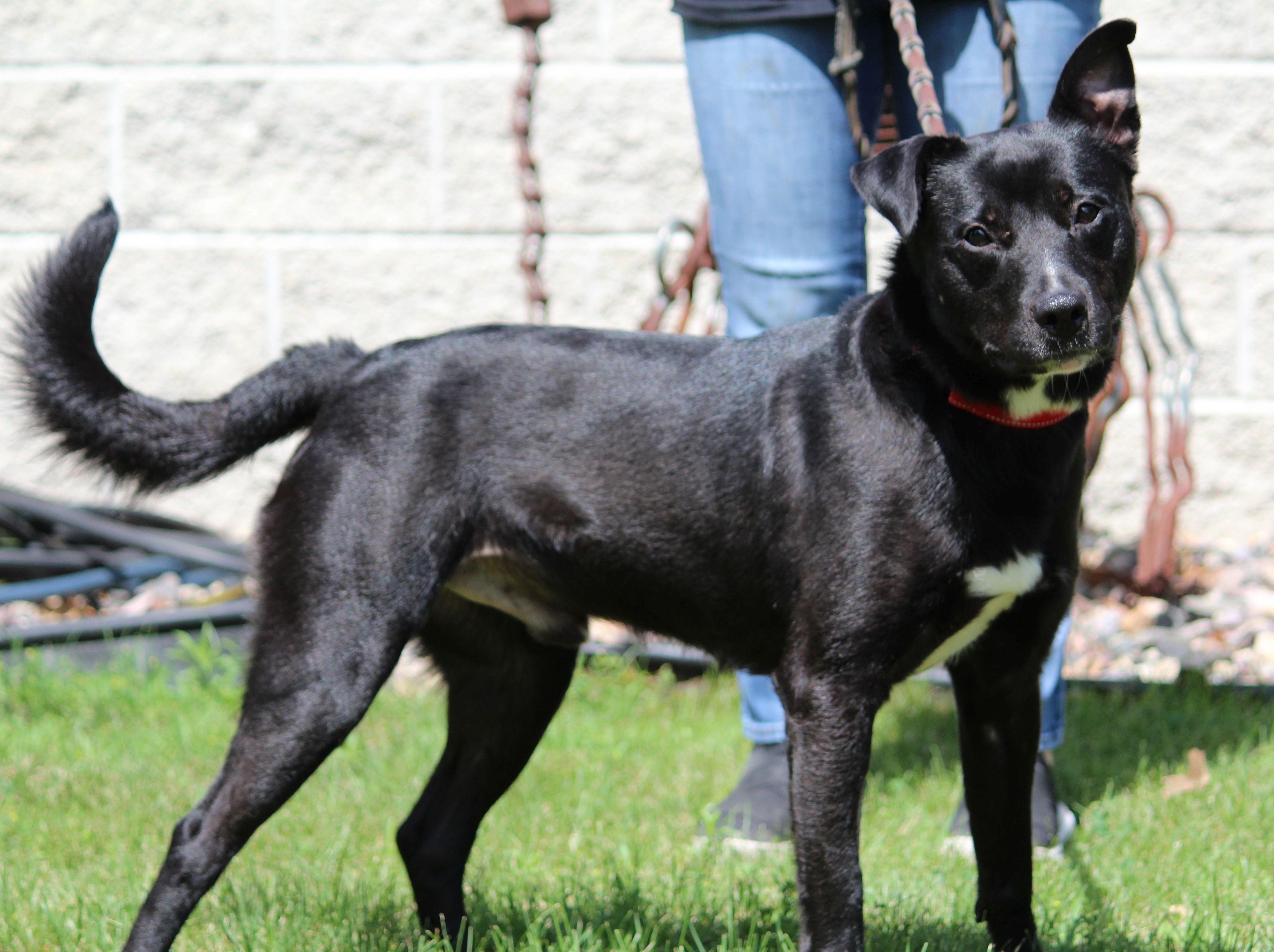 Amos, a ADOPTABLE mixed breed in Portage, WI image 6/6