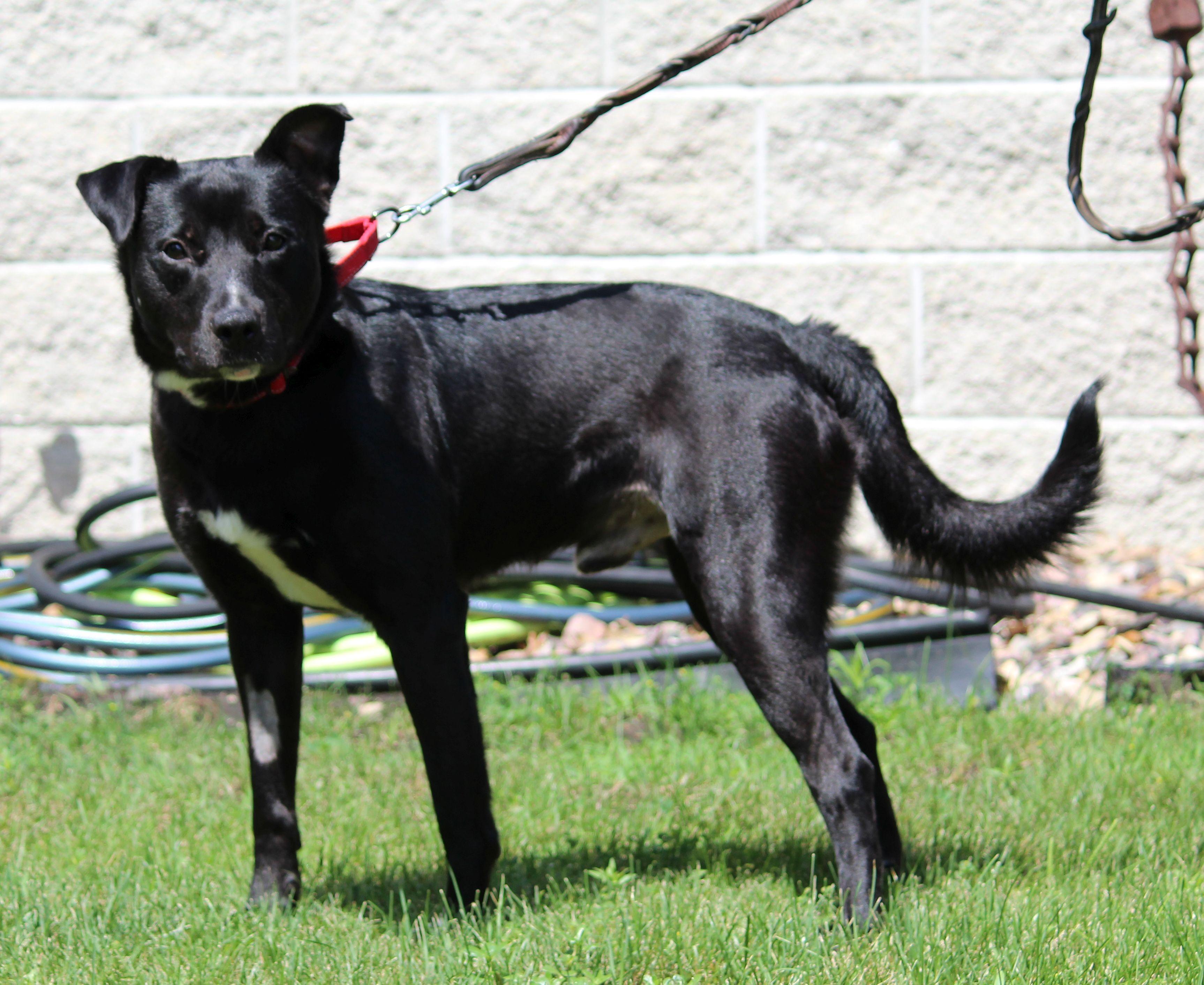 Amos, a ADOPTABLE mixed breed in Portage, WI image 5/6