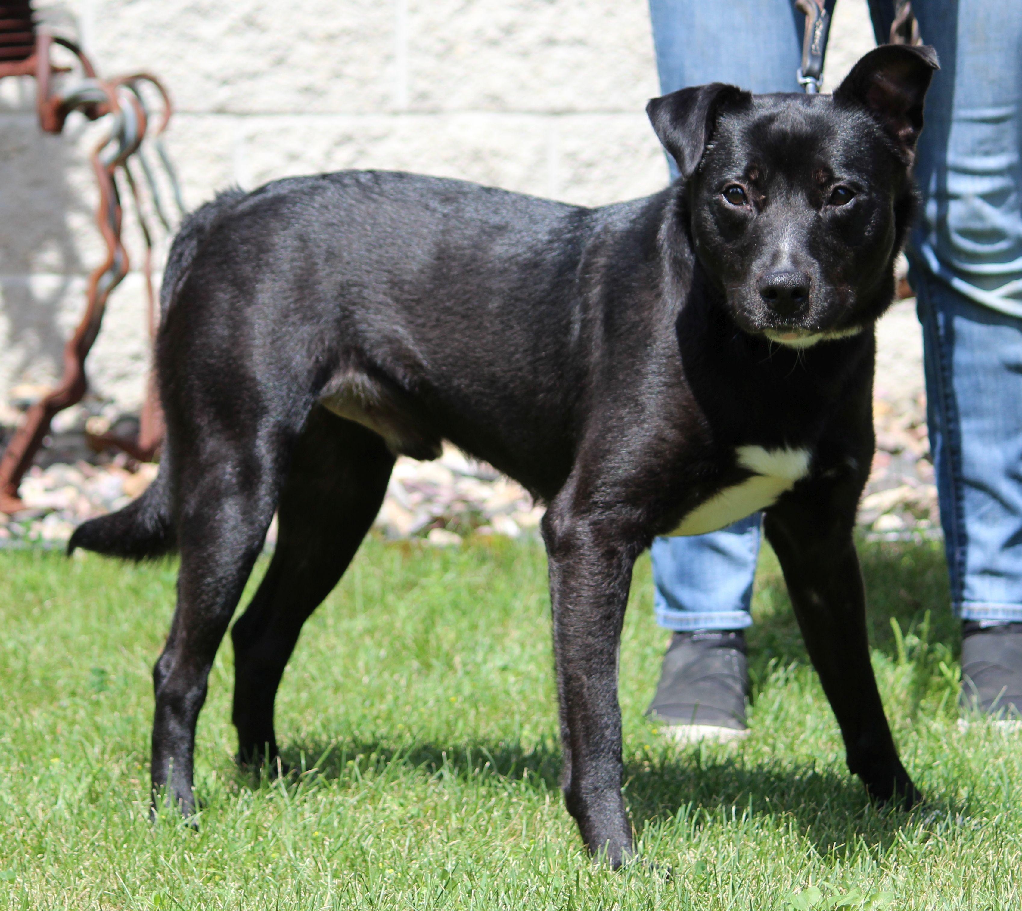 Amos, a ADOPTABLE mixed breed in Portage, WI image 1/6