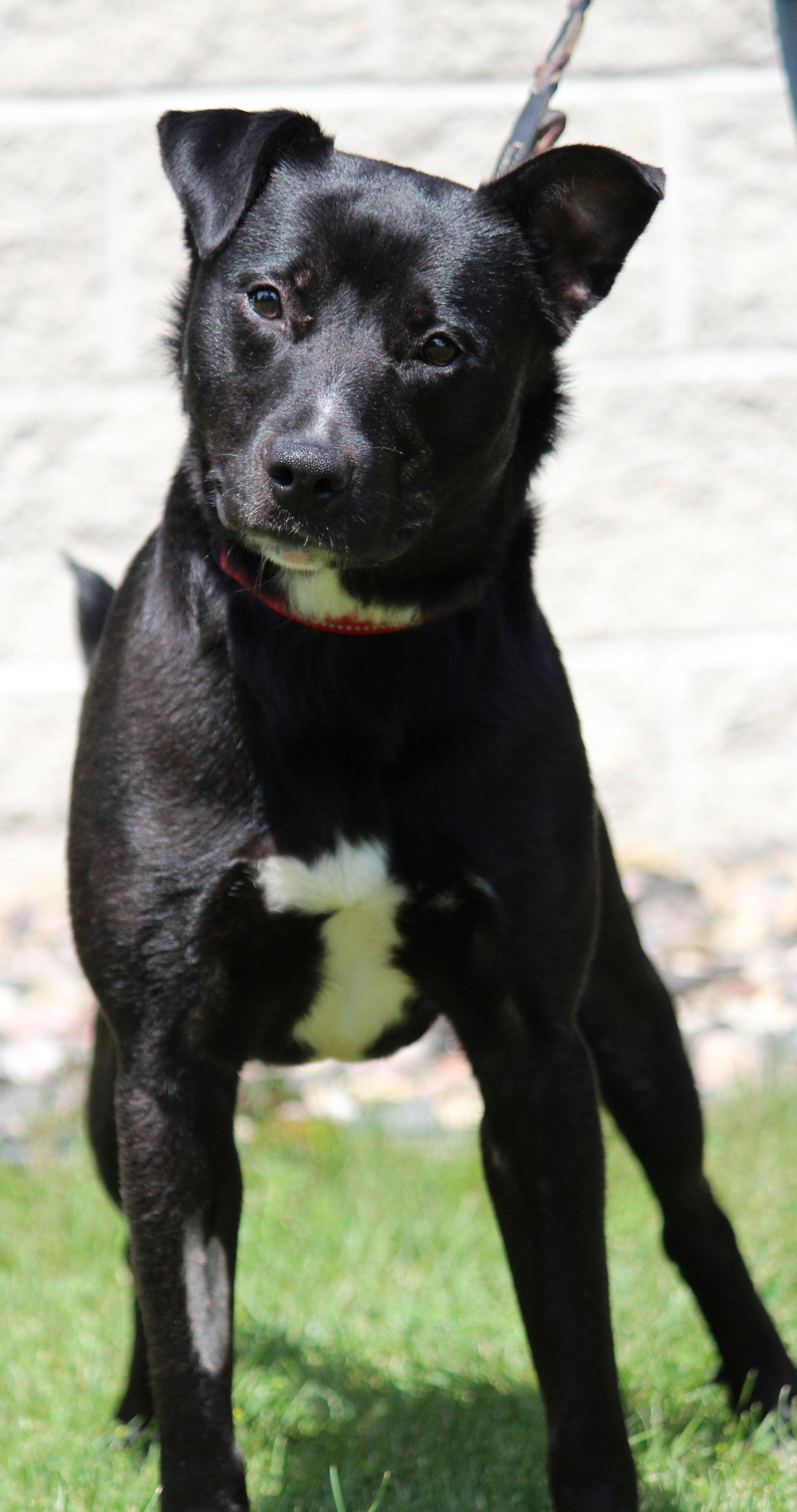 Amos, a ADOPTABLE mixed breed in Portage, WI image 4/6