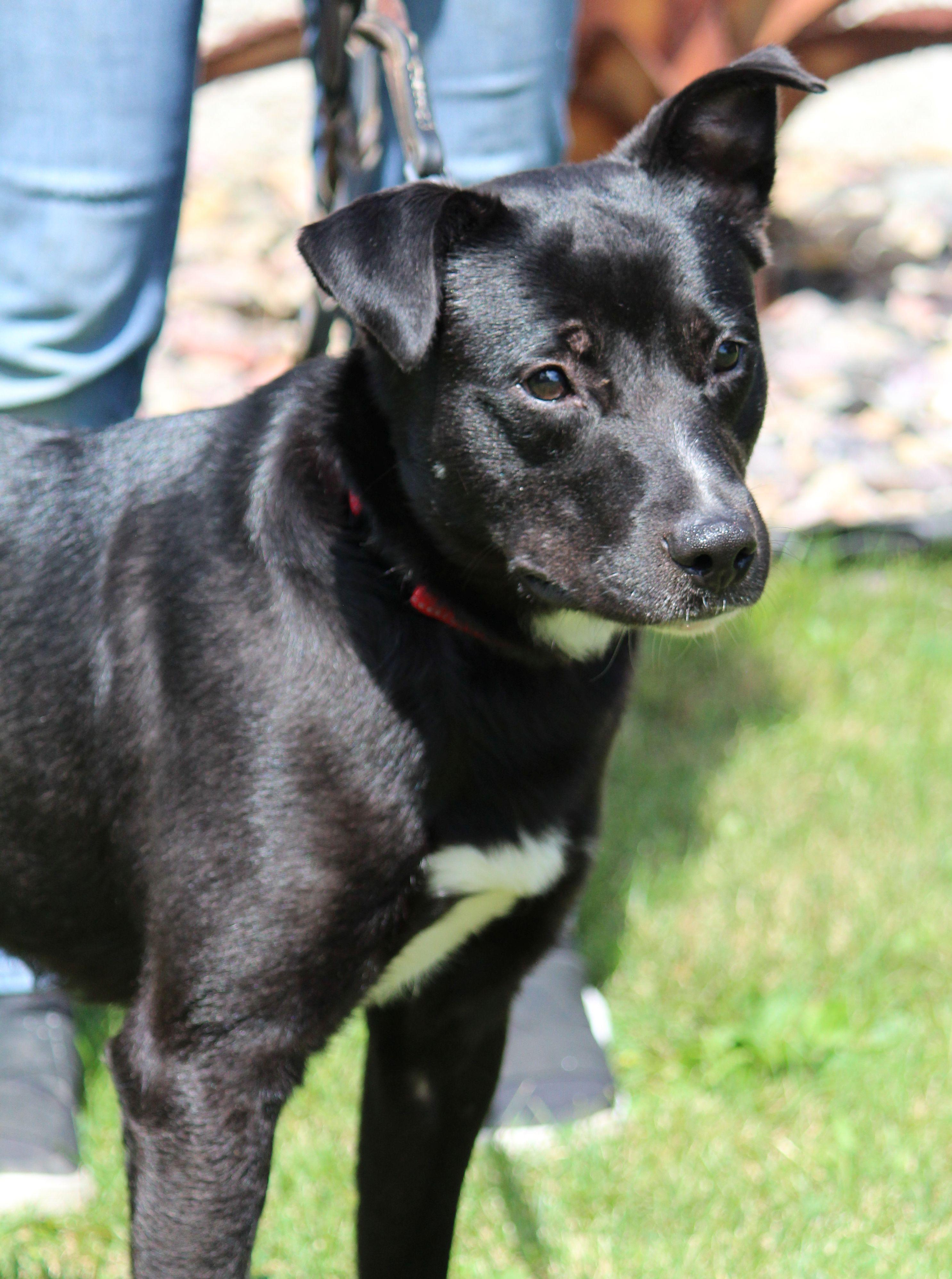 Amos, a ADOPTABLE mixed breed in Portage, WI image 2/6