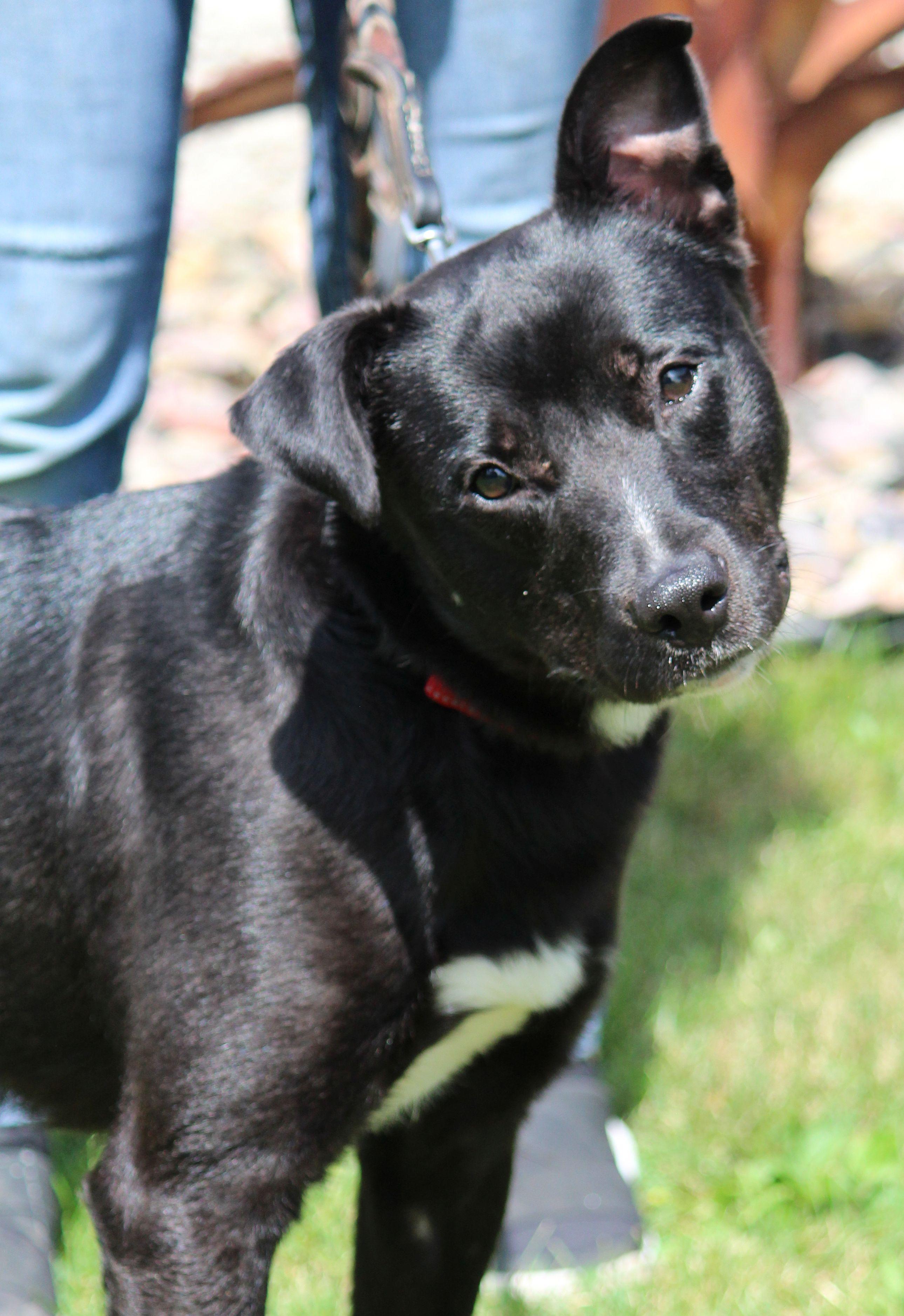 Amos, a ADOPTABLE mixed breed in Portage, WI image 3/6