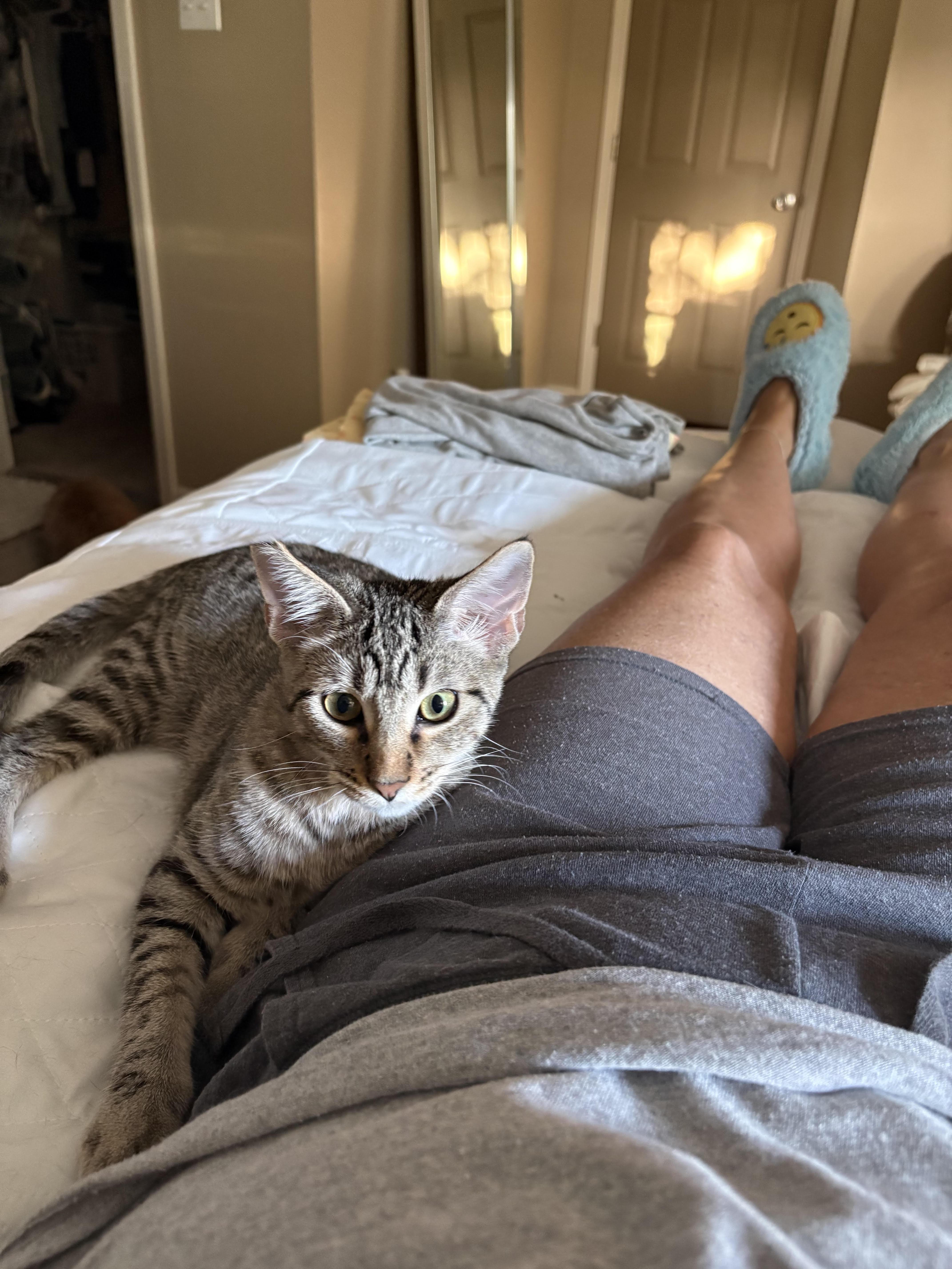 Enlarge Thistle, a Adoptable Domestic Short Hair in Herculaneum, MO image 2/2