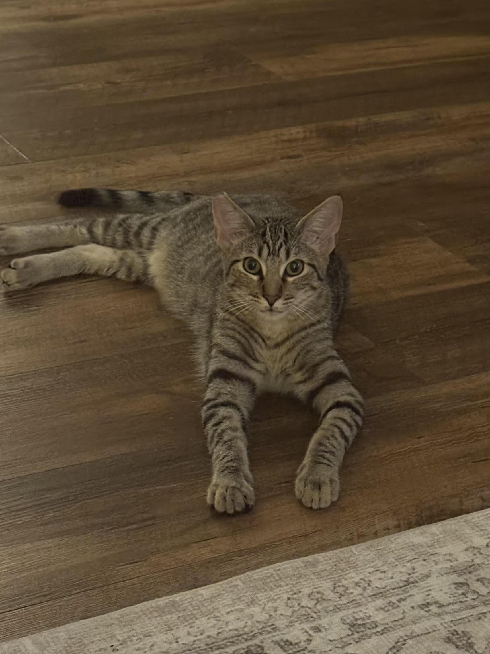Thistle, Adoptable, Kitten Male Domestic Short Hair.