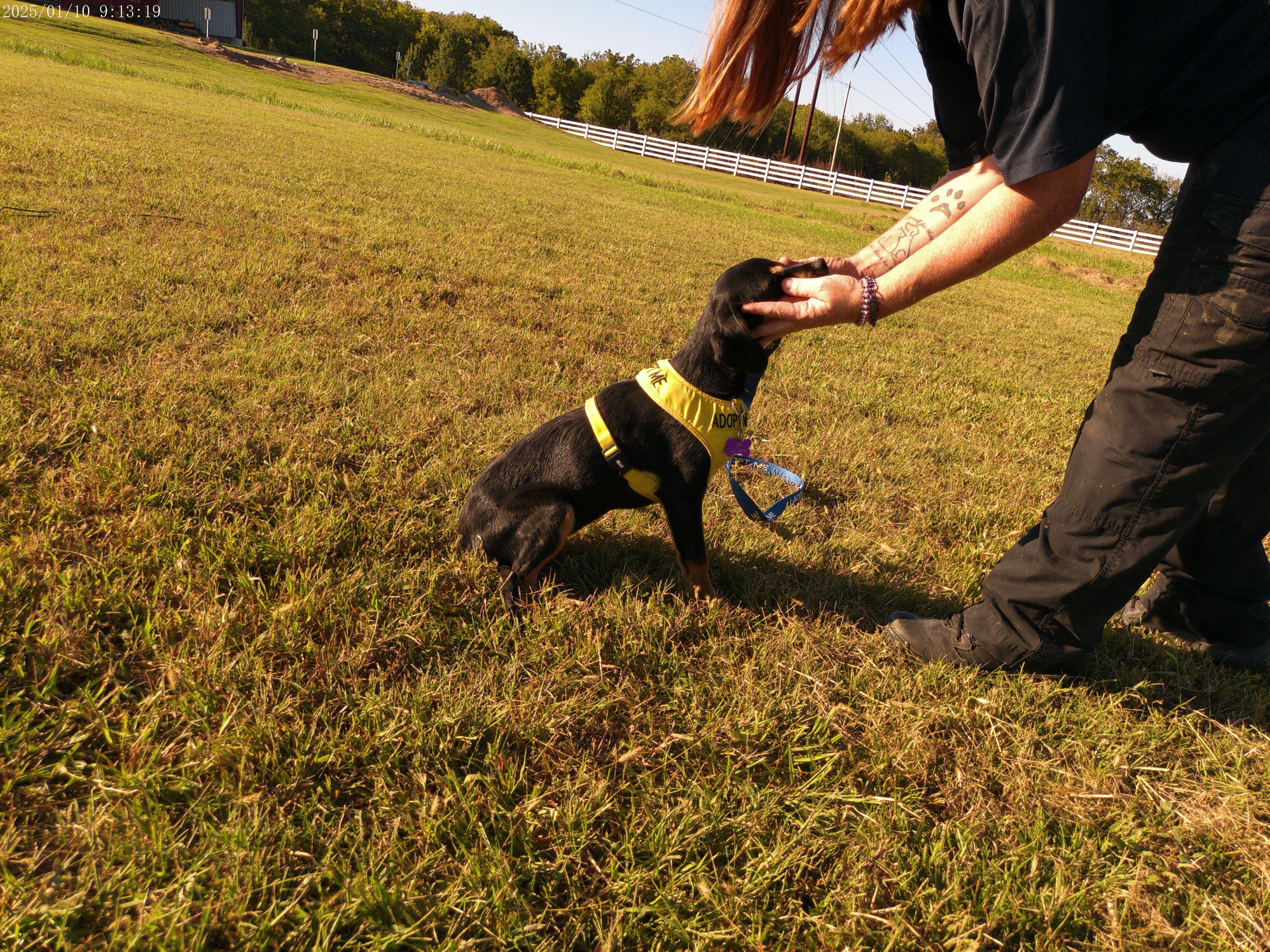 Meadow, a Adopted Mixed Breed in Glenpool, OK image 1/5